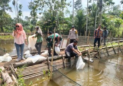 Kades Dusun Baru II Kr.Tinggi Melepas 19 Ribu bibit Ikan Nila di Dua Kolam