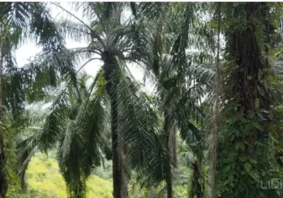 PEMKAB BENGKULU TENGAH AJUKAN REPLANTING SAWIT 212 HEKTARE, FOKUS DONGKRAK PRODUKTIVITAS PETANI 