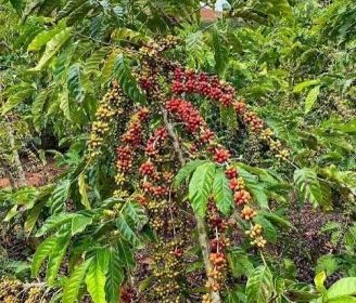 PROGRAM BANTUAN BIBIT KOPI GRATIS UNTUK PEREMAJAAN LAHAN SELUAS 500 HEKTARE DI KABUPATEN BENGKULU TENGAH MASIH SEPI PEMINAT